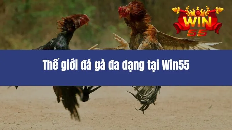 Đá Gà Win55